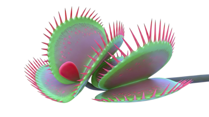 Venus Flytrap with Open Lobes