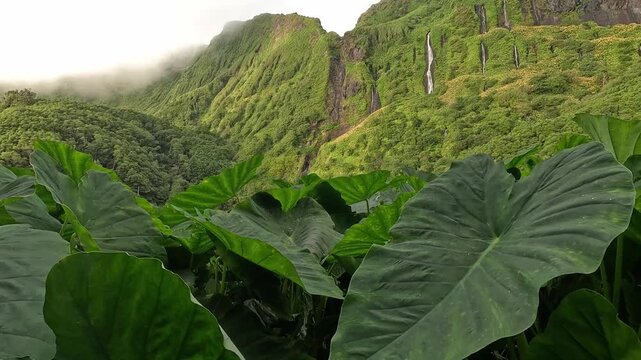 Volcanic cliffs with cascading waterfalls at Poco da Ribeira do Ferreiro (Alagoinha) near Faja Grande on Flores Island, Azores, Portugal