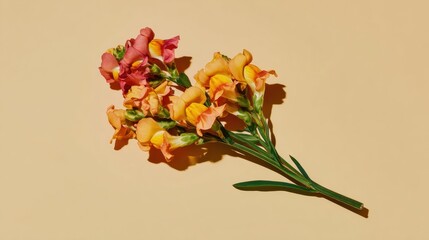 Single Snapdragon Flower Stem with Vibrant Peach and Pink Petals Isolated on Neutral Background for Minimalist Product Catalog and Ecommerce Design Use