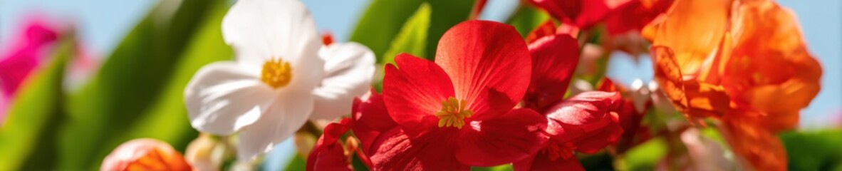 Colorful blooming begonia flowers growing in a lush spring garden, nature botanical background for horizontal floral marketing web banner with soft natural texture