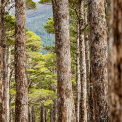 Obraz premium Araucaria Tree Forest View of Ancient Pine Trunks Growing in a Mountain Valley Setting for Environmental Conservation Ads and Sustainable Forestry Background