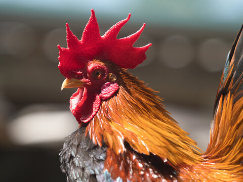 Many beautiful breeds of bantam chickens are on the farm.