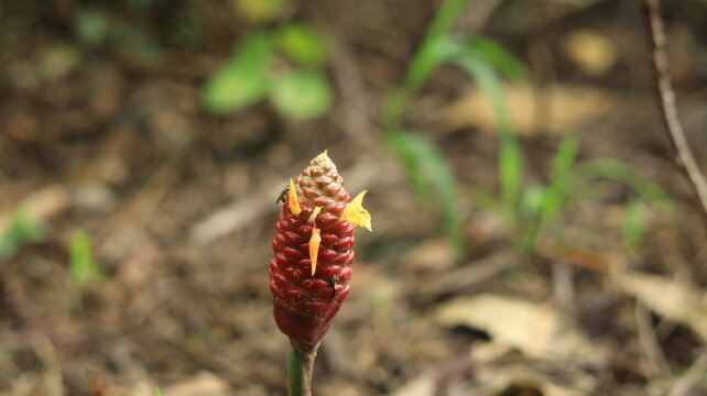 The flowers of Lempuyang plant or Bitter zingiber (Zingiber zerumbet) bloom yellow on red flower heads.