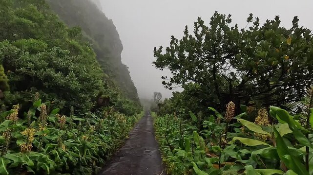 A narrow path disappears into fog and dense greenery on Sao Miguel, Azores, Portugal