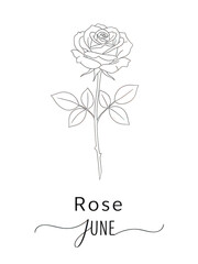 Elegant rose illustration isolated on transparent background