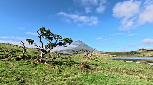 Wind-shaped juniper trees frame Lagoa do Capitao, with Mount Pico, Azores, Portugal