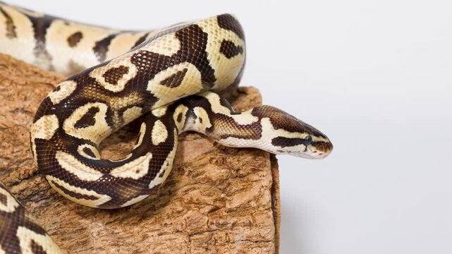 Ball Python Extending Head Over Log in Studio Closeup