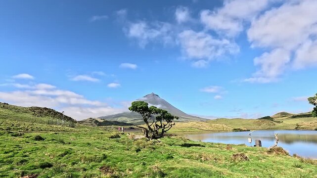 Mount Pico rising behind a solitary juniper tree and a calm crater lake, Pico Island, Azores, Portugal