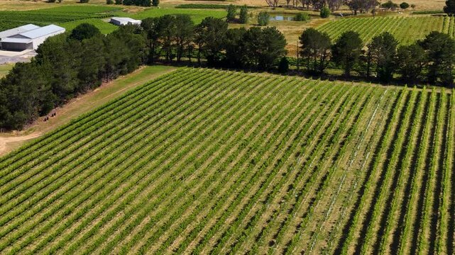 Aerial Drone View of Lush Green Vineyard Rows in Canberra Australia