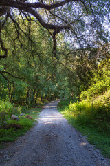 Fototapeta premium Enchanted Forest with Twisted Trees