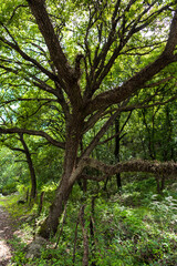 Obraz premium Enchanted Forest with Twisted Trees