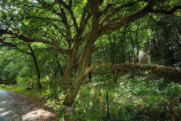 Fototapeta premium Enchanted Forest with Twisted Trees