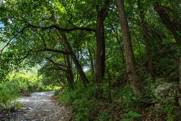 Fototapeta premium Enchanted Forest with Twisted Trees