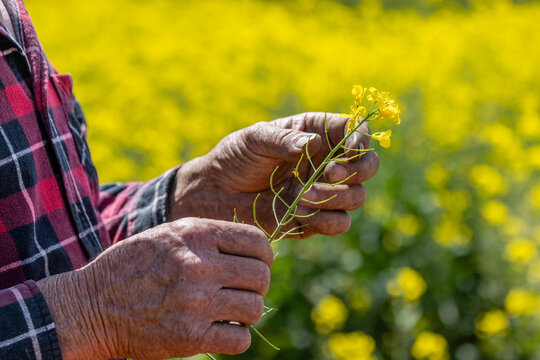 farmer in a yellow canola crop inspecting for frost damage