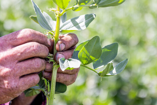 Hands of a farmer inspecting frost damage to a faba bean plant