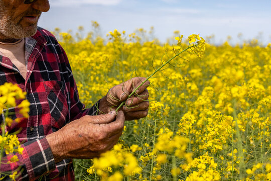 farmer in a yellow canola crop inspecting for frost damage