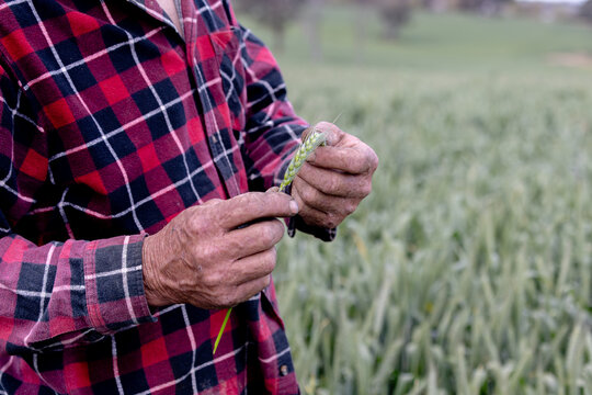 hands of a farmer in a wheat crop inspecting frost damage