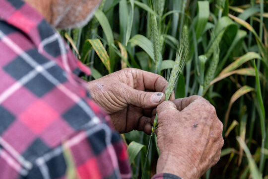 farmer in a wheat crop inspecting frost damage
