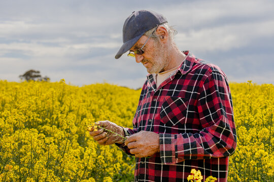 farmer in a bright yellow canola crop inspecting for frost damage