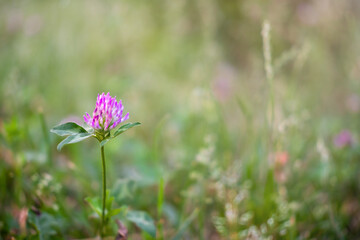Beautiful flower on green grass background