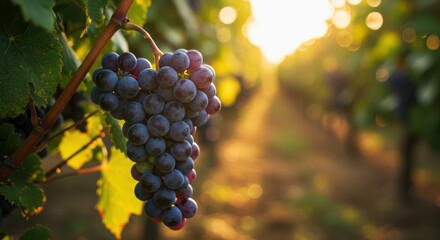 Naklejka premium A cluster of grapes hanging from a vine in a vineyard, backlit by the sun.