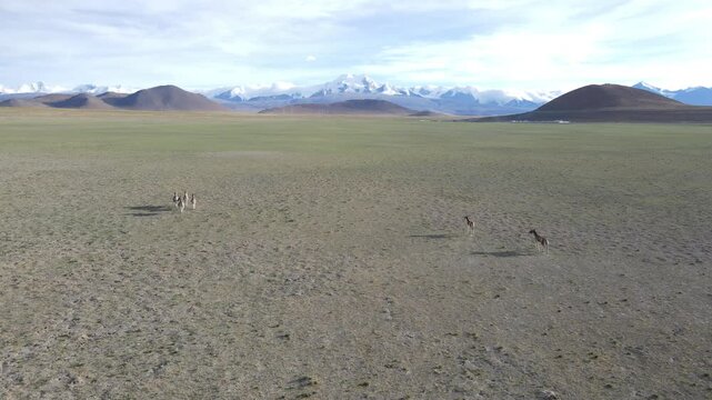 Forward Aerial View of Tibetan Wild Ass Herd with Snow-Capped Mountains Background, Ngari Tibet, China
