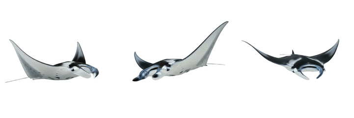 Manta Ray Animal Set Showing Three Graceful Swimming Poses Isolated on White Background © laskhar