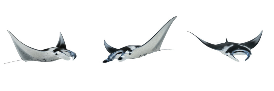 Manta Ray Animal Set Showing Three Graceful Swimming Poses Isolated on White Background