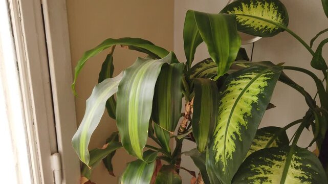 Close up of lucky bamboo and philodendron plants in vintage living room