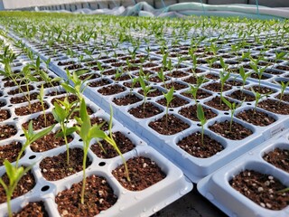 따스한 햇살이 내리쬐는 온실 안에서 질서 정연하게 자라나는 연둣빛 새싹들과 다가오는 봄의 싱그러운 생명력