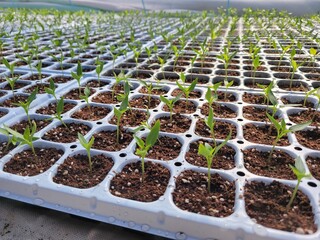 따스한 햇살이 내리쬐는 온실 안에서 질서 정연하게 자라나는 연둣빛 새싹들과 다가오는 봄의 싱그러운 생명력