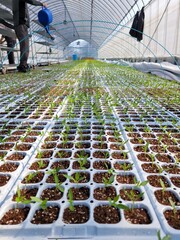 따스한 햇살이 내리쬐는 온실 안에서 질서 정연하게 자라나는 연둣빛 새싹들과 다가오는 봄의 싱그러운 생명력