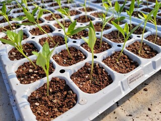 따스한 햇살이 내리쬐는 온실 안에서 질서 정연하게 자라나는 연둣빛 새싹들과 다가오는 봄의 싱그러운 생명력