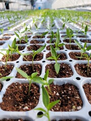 따스한 햇살이 내리쬐는 온실 안에서 질서 정연하게 자라나는 연둣빛 새싹들과 다가오는 봄의 싱그러운 생명력