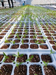 따스한 햇살이 내리쬐는 온실 안에서 질서 정연하게 자라나는 연둣빛 새싹들과 다가오는 봄의 싱그러운 생명력