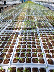 따스한 햇살이 내리쬐는 온실 안에서 질서 정연하게 자라나는 연둣빛 새싹들과 다가오는 봄의 싱그러운 생명력