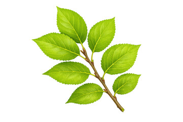 Naklejka premium Green leaves growing on a branch, symbolizing growth, freshness, and nature, with a transparent background