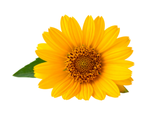 Bright yellow daisy-like flower with a textured center and green leaf
