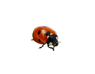 Bright red beetle with black spots, detailed texture on a dark background