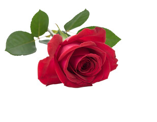A single, velvety red rose with lush green leaves on a black background