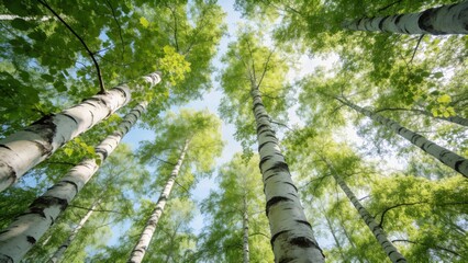 Birch trees in a forest