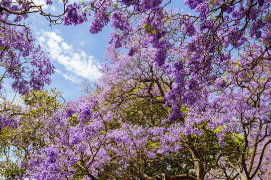 Jacaranda tree views along McDougall St in Kirribilli, Sydney, New South Wales, Australia