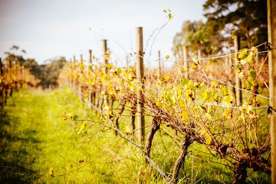 The sun sets over recently picked vines on a warm autumn evening in Yarra Valley, Victoria