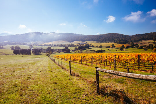 The sun rises through fog over autumn coloured vines in the Yarra Valley near Yarra Glen