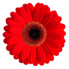 A vibrant red flower with a dark center and delicate petals