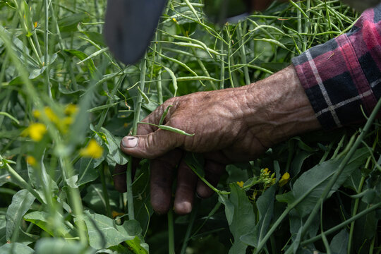 hand of a farmer in a canola crop inspecting for frost damage