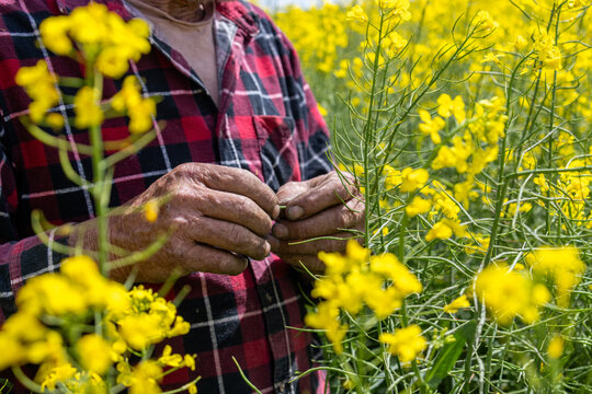 hands of a farmer in a canola crop inspecting for frost damage