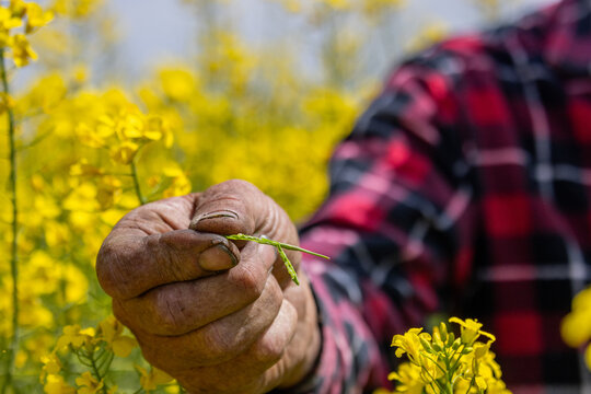 Farmer's hand holding a canola pod which has been opened to show its seeds inside