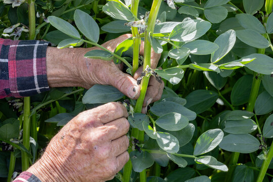 hands of a farmer in a faba crop inspecting frost damage