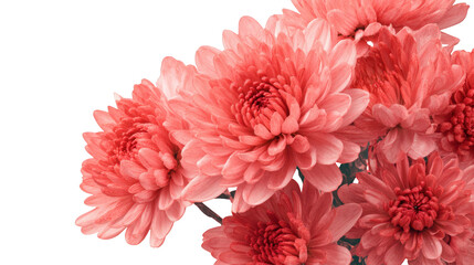 Pink Chrysanthemum Flowers isolated on a transparent background 1